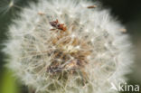 Leptoglossus occidentalis