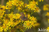 Brown Argus (Aricia agestis)