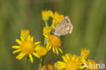 Common Blue (Polyommatus icarus)