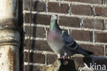 Feral Pigeon (Columba livia domestica)