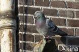 Feral Pigeon (Columba livia domestica)