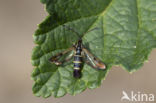 Currant Clearwing (Synanthedon tipuliformis)