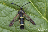 Currant Clearwing (Synanthedon tipuliformis)