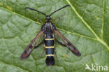Bessenglasvlinder (Synanthedon tipuliformis)