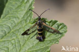 Currant Clearwing (Synanthedon tipuliformis)