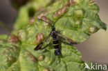 Currant Clearwing (Synanthedon tipuliformis)