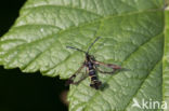 Currant Clearwing (Synanthedon tipuliformis)