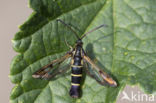 Currant Clearwing (Synanthedon tipuliformis)