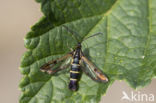 Currant Clearwing (Synanthedon tipuliformis)