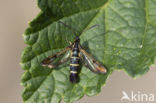 Currant Clearwing (Synanthedon tipuliformis)