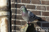 Feral Pigeon (Columba livia domestica)