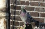 Feral Pigeon (Columba livia domestica)