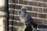 Feral Pigeon (Columba livia domestica)