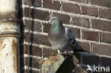 Feral Pigeon (Columba livia domestica)