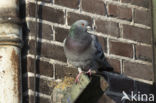 Feral Pigeon (Columba livia domestica)