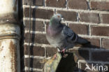 Stadsduif (Columba livia domestica)