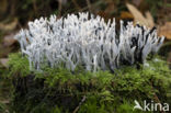 Candle Snuff Fungus (Xylaria hypoxylon)