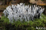 Candle Snuff Fungus (Xylaria hypoxylon)