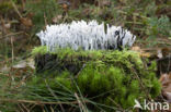 Candle Snuff Fungus (Xylaria hypoxylon)