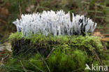 Candle Snuff Fungus (Xylaria hypoxylon)