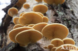 orange oyster mushroom (phyllotopsis nidulans)