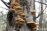 orange oyster mushroom (phyllotopsis nidulans)