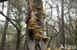 orange oyster mushroom (phyllotopsis nidulans)