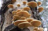 orange oyster mushroom (phyllotopsis nidulans)