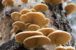 orange oyster mushroom (phyllotopsis nidulans)