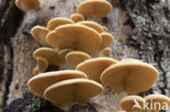 orange oyster mushroom (phyllotopsis nidulans)