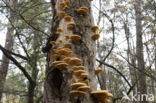 orange oyster mushroom (phyllotopsis nidulans)