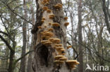 orange oyster mushroom (phyllotopsis nidulans)