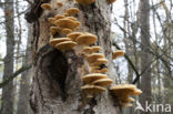 orange oyster mushroom (phyllotopsis nidulans)