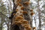 orange oyster mushroom (phyllotopsis nidulans)