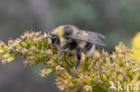 White-tailed bumblebee (Bombus lucorum)
