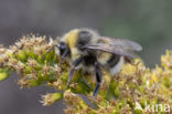White-tailed bumblebee (Bombus lucorum)