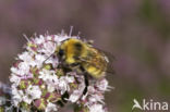 White-tailed bumblebee (Bombus lucorum)