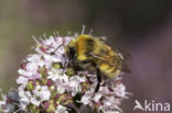 White-tailed bumblebee (Bombus lucorum)