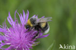White-tailed bumblebee (Bombus lucorum)