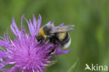 Veldhommel (Bombus lucorum)