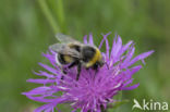 White-tailed bumblebee (Bombus lucorum)