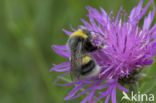 White-tailed bumblebee (Bombus lucorum)