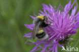 White-tailed bumblebee (Bombus lucorum)