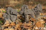 Elfin Saddle (Helvella lacunosa)