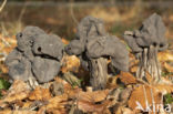 Elfin Saddle (Helvella lacunosa)