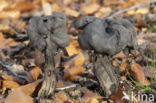 Elfin Saddle (Helvella lacunosa)