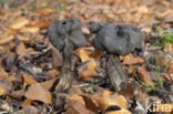 Elfin Saddle (Helvella lacunosa)