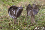 Elfin Saddle (Helvella lacunosa)