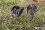 Elfin Saddle (Helvella lacunosa)