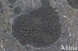 Ink lichen (Placynthium nigrum)